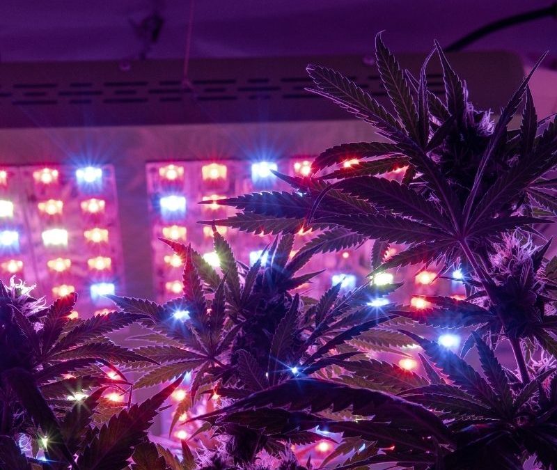 LED grow lights