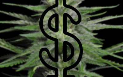 Growing Cannabis: Costs & Safety