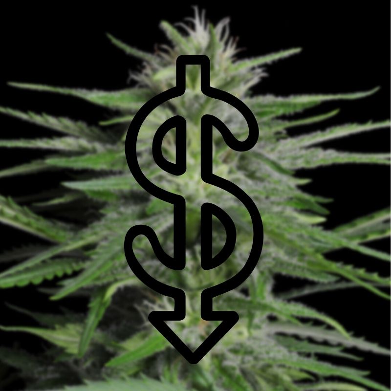 cost of growing cannabis