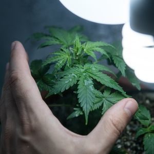 growing your own cannabis