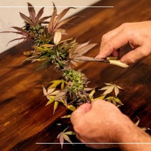 trimming cannabis plants