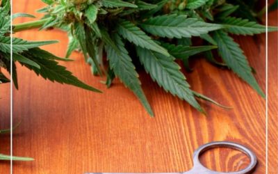 Is it ok to cut my cannabis plants back?