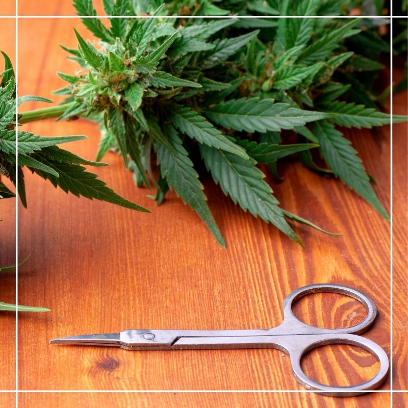 cutting cannabis plants back