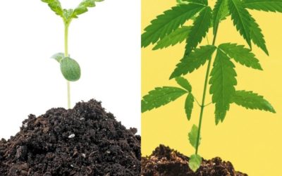 Should I grow cannabis in soil or coco coir?
