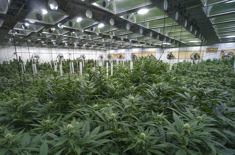 Wholesale seeds for cannabis farms