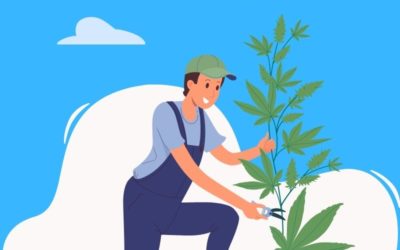 How do I know when to harvest my cannabis plants?