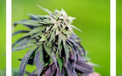 What are the best nutrients to use for growing cannabis?