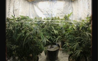 How many cannabis plants can I  grow in a 4×4 tent? (16 Sq. Feet)