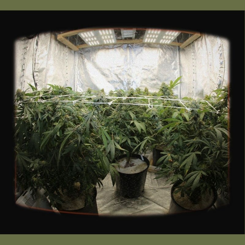 growing cannabis in a grow tent