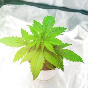growing cannabis with nutrients