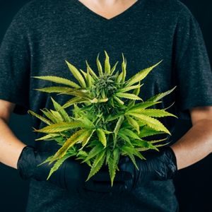 recreational cannabis