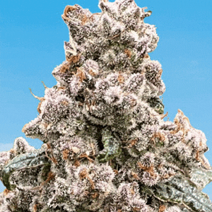 FROSTED RASPBERRY S1 FEMINIZED CANNABIS SEEDS