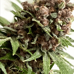 rasberry boggie fem cannabis seeds