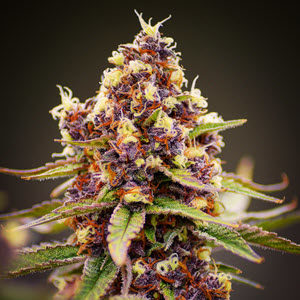 Raspberry Boogie feminized cannabis seeds