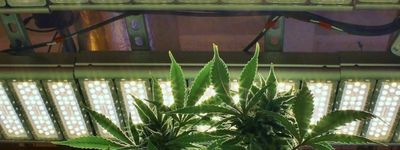 Growing Cannabis FAQ icon