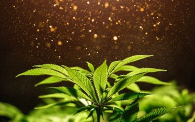 Marijuana Plant Growth Stages