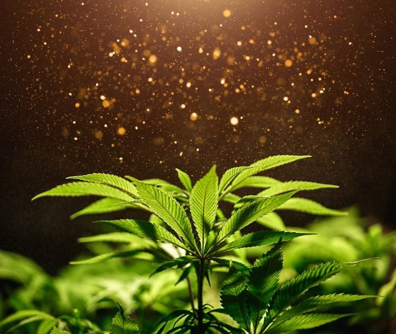 Marijuana Plant Growth Stages