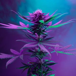 flowering cannabis plant