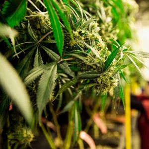 harvested cannabis