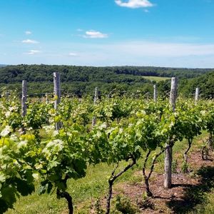vineyard in Connecticut