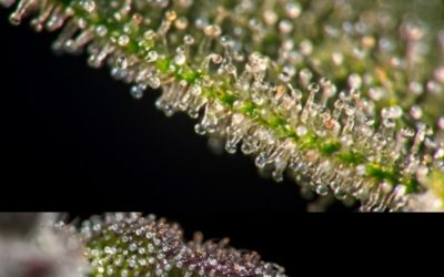 How to Increase Trichome Production