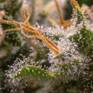 cannabis with trichomes