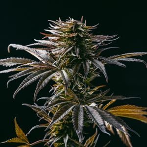 growing cannabis from seeds
