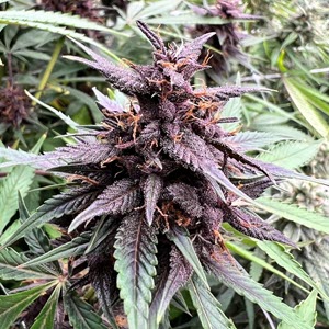 Dopamine Seeds Weed Flower for Sale