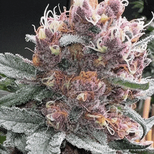 Shake-n-Bake Feminized Cannabis Seeds