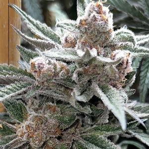 Detroit Runtz x Raspberry Boogie cannabis seeds