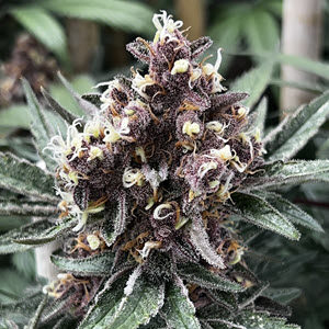 Ice Pie x Raspberry Boogie cannabis seeds