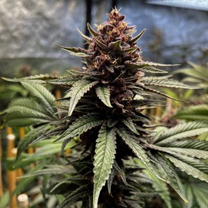 Raspberry Sherbert x Raspberry Boogie cannabis seeds