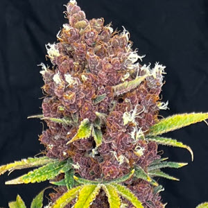 Sherbert Ripple x Raspberry Boogie cannabis seeds