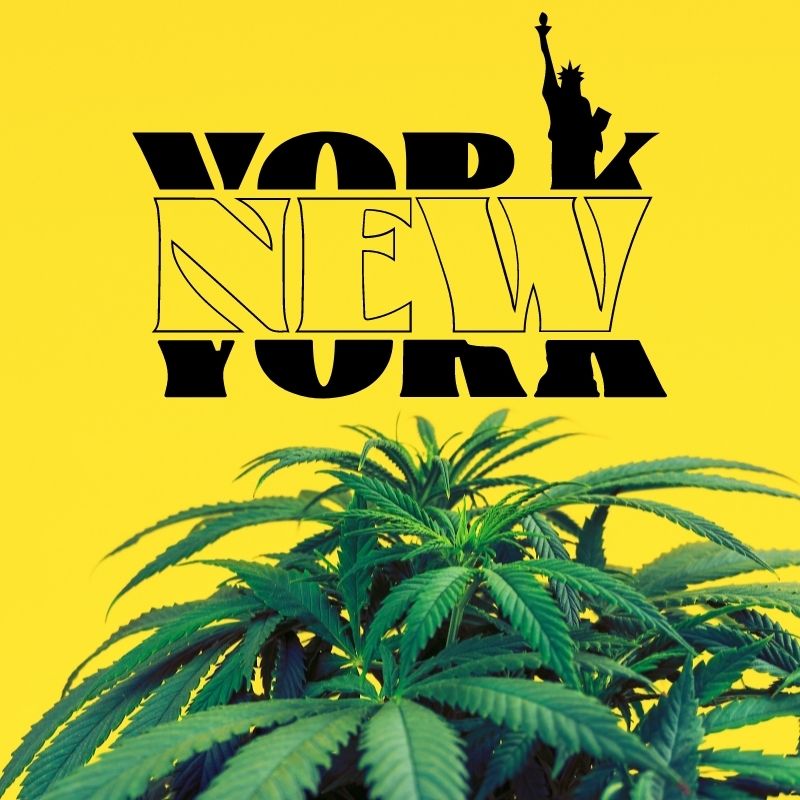 new york cannabis laws