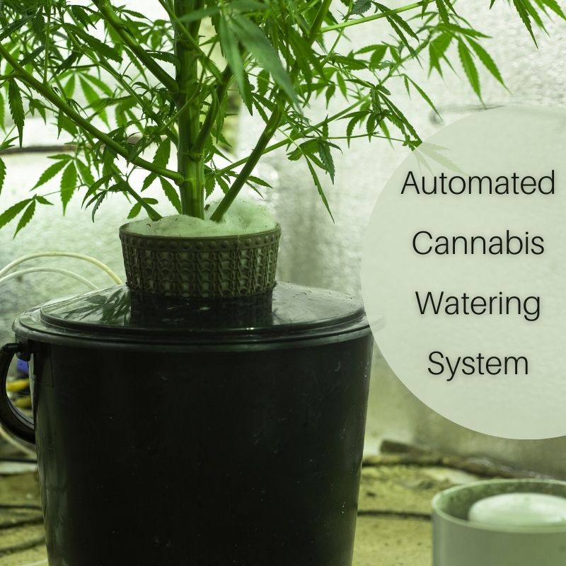 Automated Cannabis Watering System