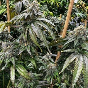 Planet Hulk S1 feminized cannabis seeds