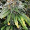 feminized cannabis seeds
