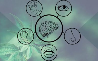 How Does Cannabis Affect the 5 Senses?