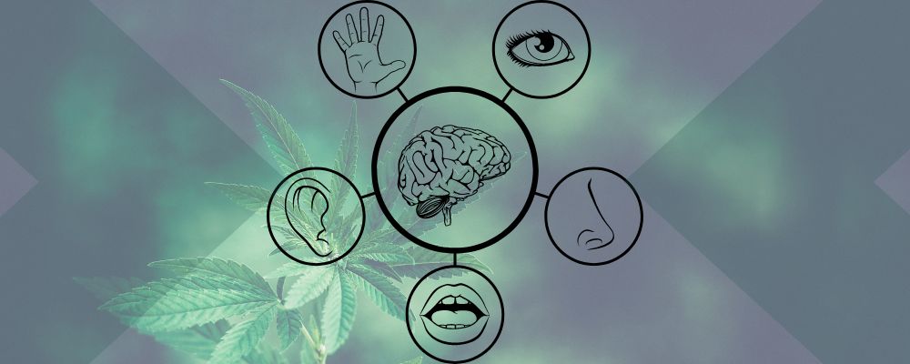 Cannabis Affects the 5 Senses