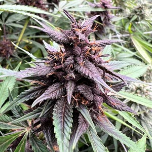 neon gummyz autoflower cannabis seeds