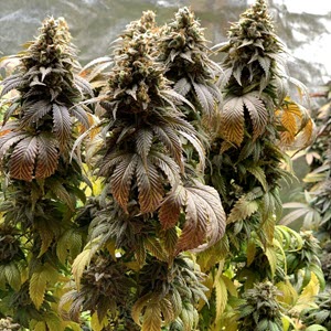 Indiana Bubble Gum Feminized Cannabis Seeds