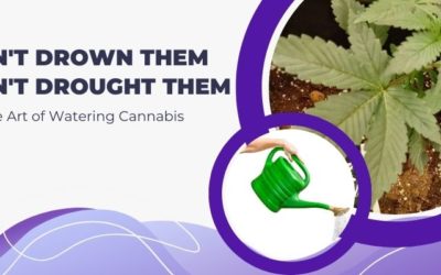 How to Reverse Water Your Potted Cannabis Plant