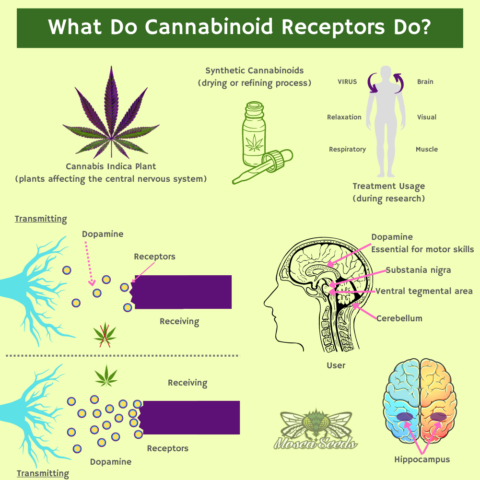 What Do Cannabinoid Receptors Do? -Infographic - MOSCA SEEDS