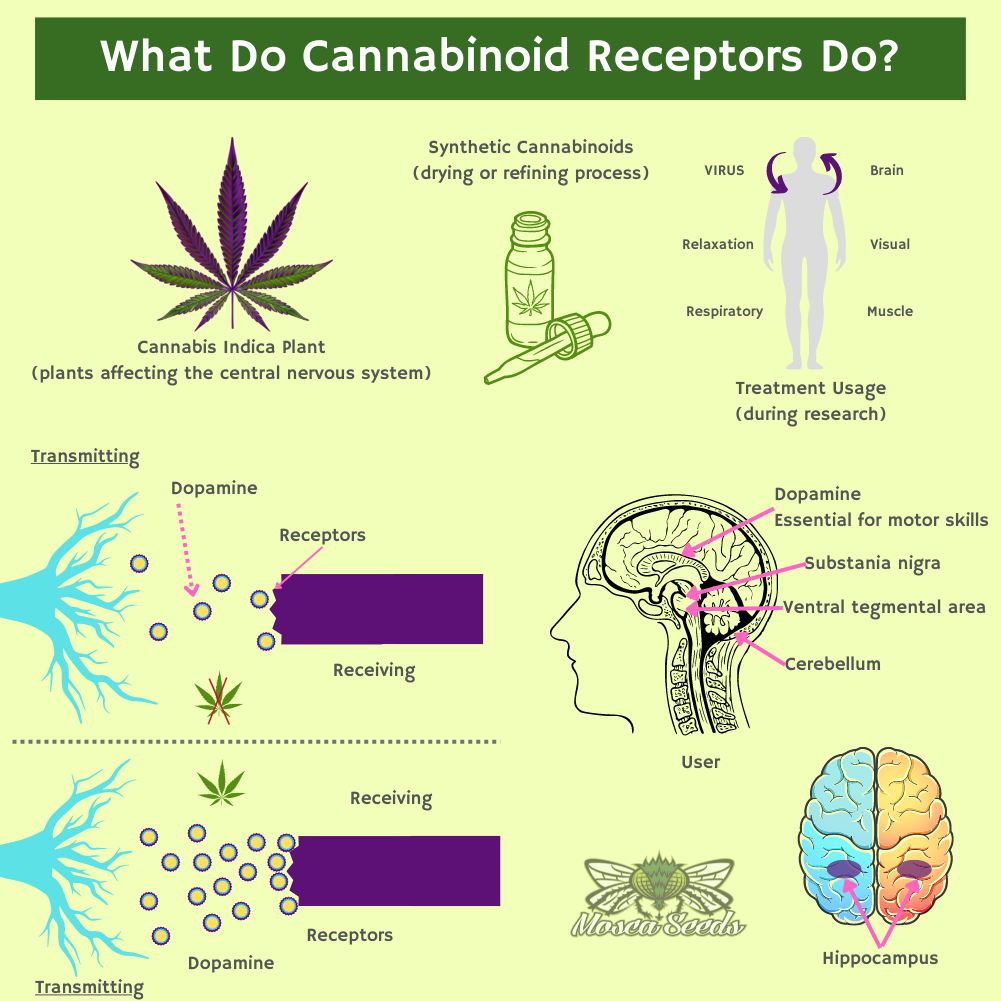 What Do Cannabinoid Receptor Do- Infogrpahic