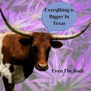 texas longhorn with cannabis plants