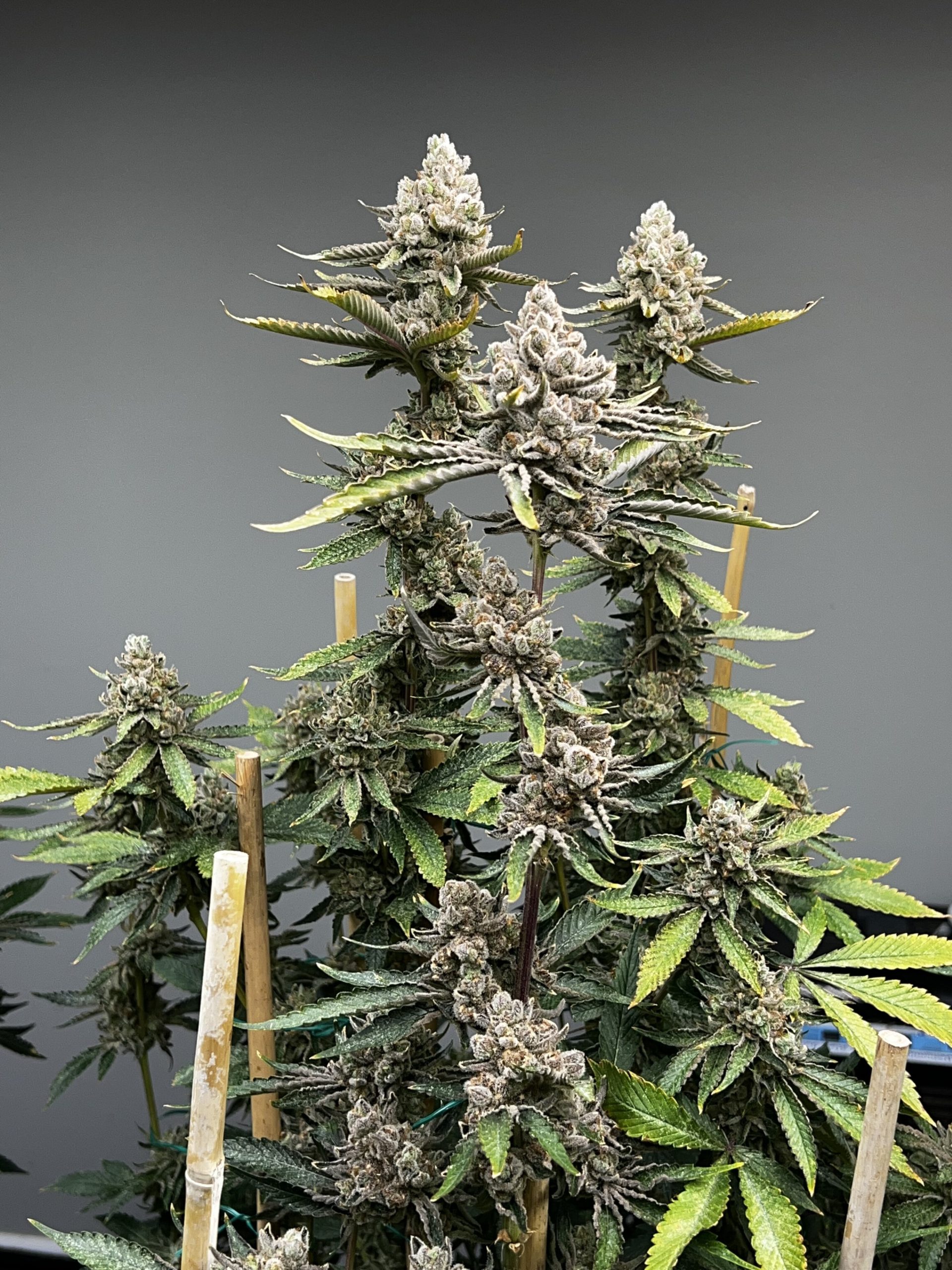 Blumosa