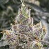 Blumosa S1 Feminized Seed