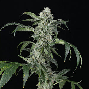 Larry Bubba Gelly Autoflowering Cannabis Seeds