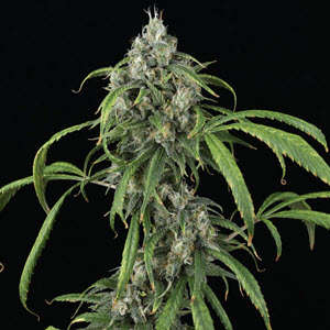 Mango Sky Autoflowering Cannabis
