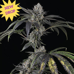 Strawberry Sky Gelly new drop cannabis seed